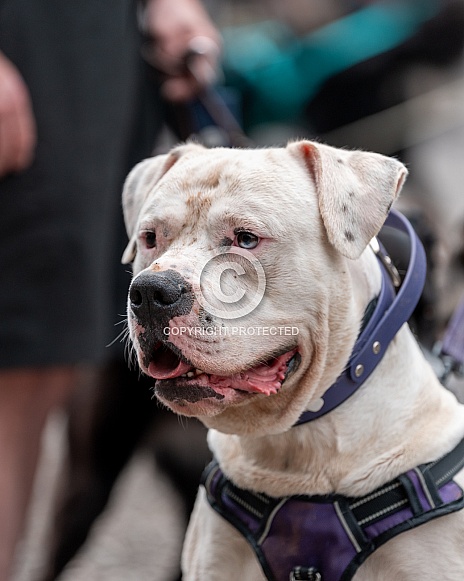 Profile head shot of an American Bulldog