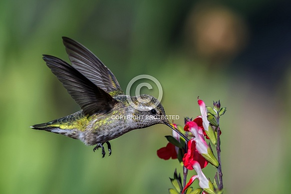Anna Hummingbird Anna Hummingbird