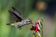 Anna Hummingbird