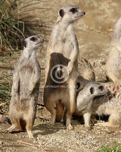 Meerkats