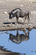 Blue Wildebeest  - Namibia