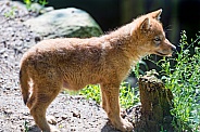 Wolf Cub / pup