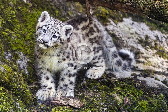 Snow leopard cub Snow leopard cub