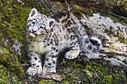 Snow leopard cub