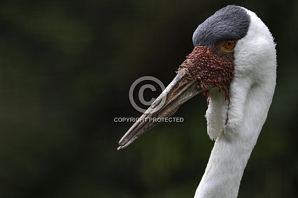 Wattled Crane Head Shot