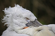 Pelican