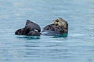 Seaotter at Alaska