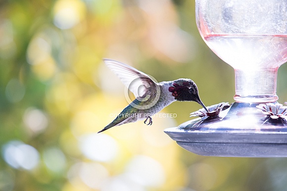 Anna's Hummingbird