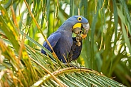 hyacinth macaw close up on a palm tree in the nature habitat