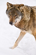 Grey Wolf in Snow