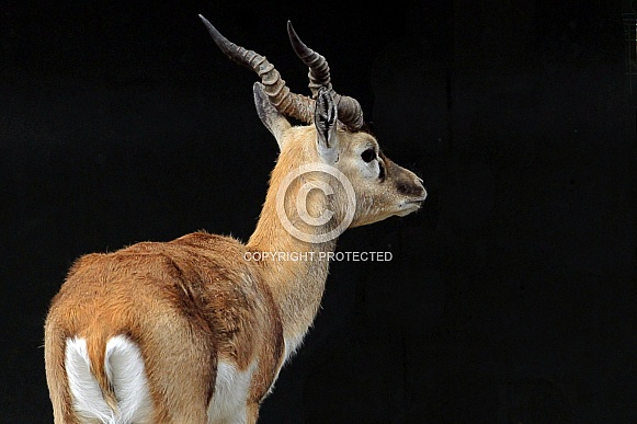 Blackbuck Blackbuck