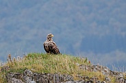 White tailed eagle or European Eagle