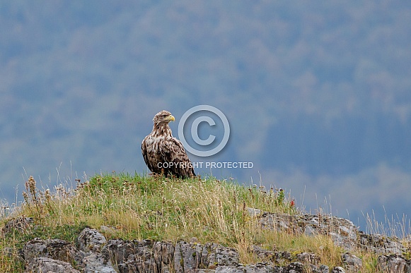 White tailed eagle or European Eagle