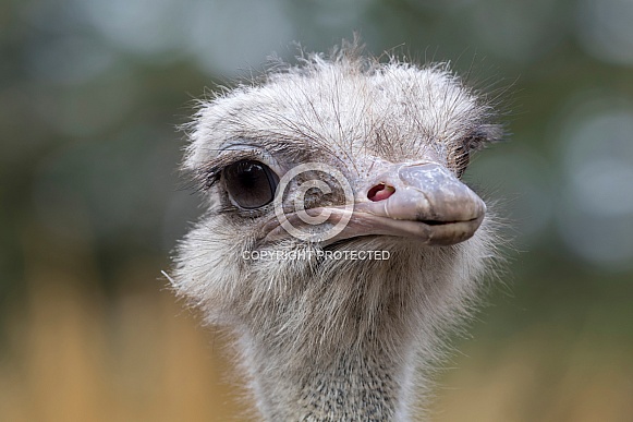 Common Ostrich (Struthio camelus)