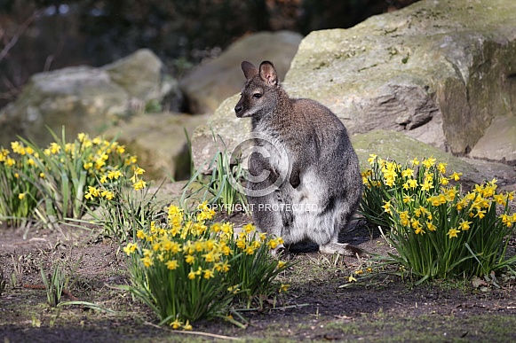 The red-necked wallaby (Notamacropus rufogriseus)