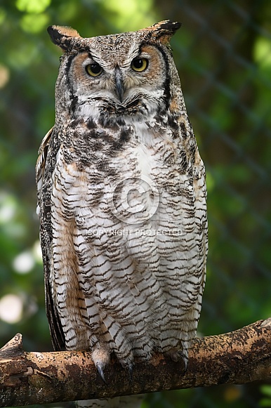 Great Horned Owl