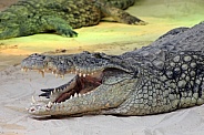 Nile crocodile (Crocodylus niloticus)