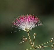 Close up of mimosa tree or silk tree, Albizia julibrissin - flower, bloom or blossom