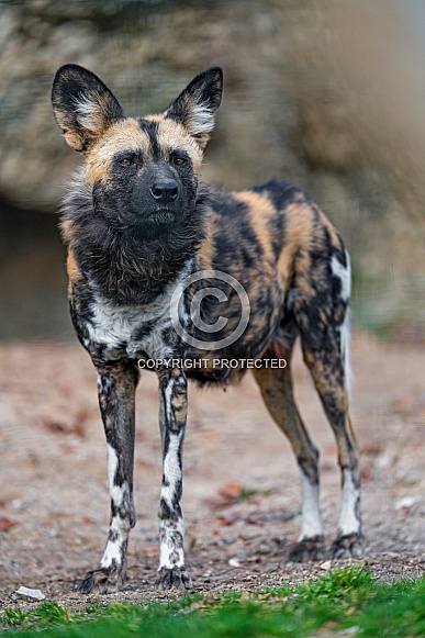 African Wild Dog African Wild Dog