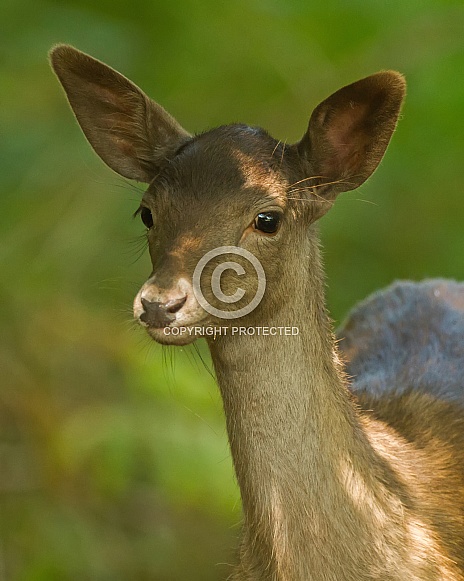 Fallow Deer Hind