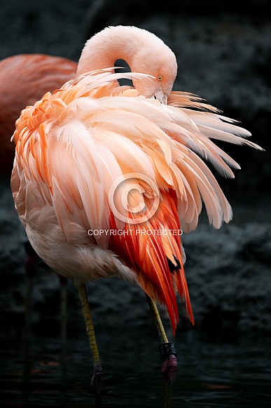 Chilean Flamingo