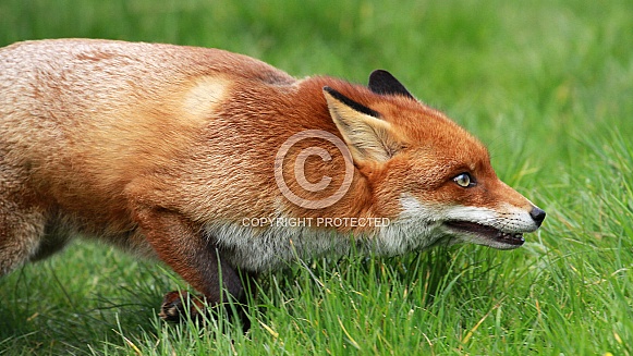 Red Fox