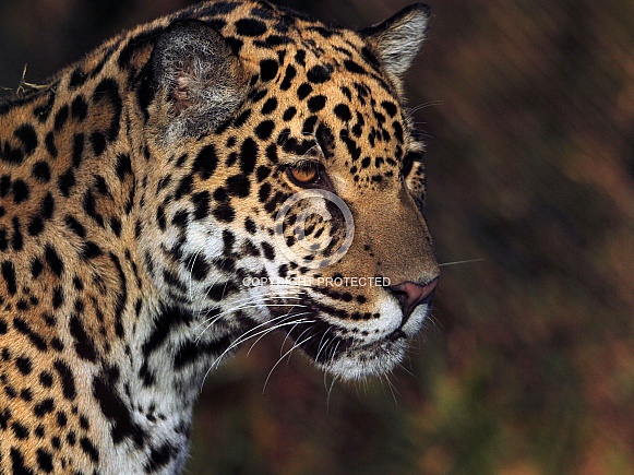 Jaguar