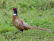 Pheasant