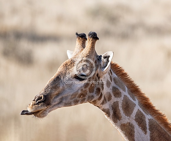 Giraffe
