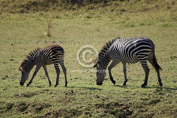 Zebra and Foal