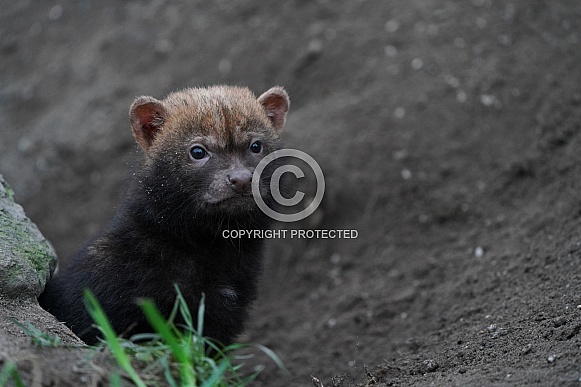 Bush Dog Bush Dog
