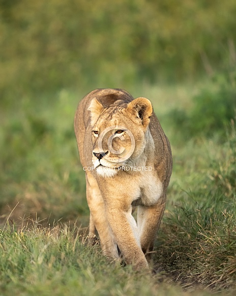 Lioness in the morning light