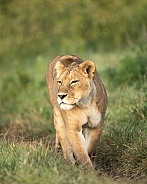 Lioness in the morning light