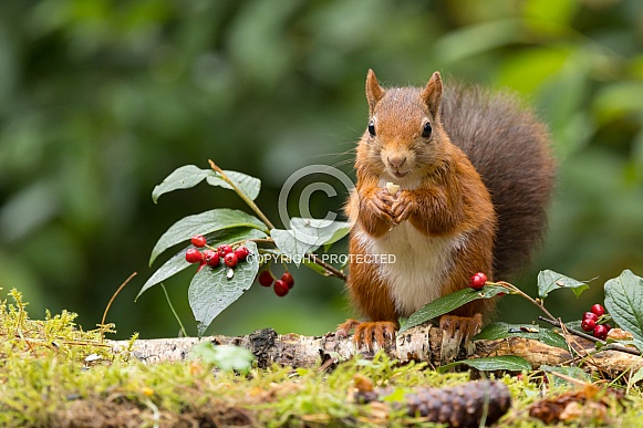 Red Squirrel