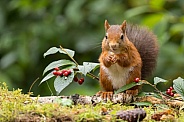Red Squirrel