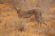 Cheetah in Kenya