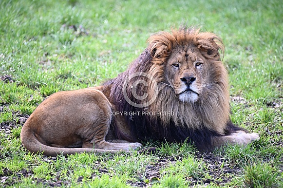 African Lion