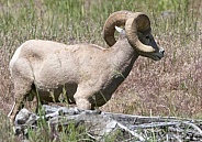 Big Horn Rams