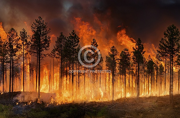 Forest fire