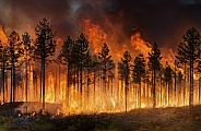 Forest fire