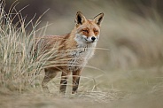 Red Fox