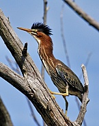 Green Heron