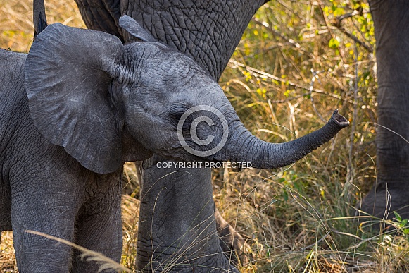 Young African Elephant calf