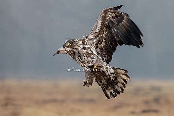 White tailed eagle or European Eagle