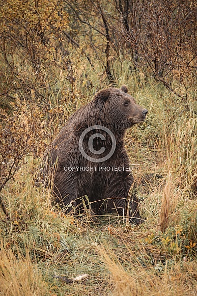 Alaska Bear 5