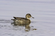 Female Mallard Duck in the Golden Light