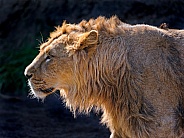Young Lion
