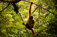 Sumatran orangutan in the jungle.