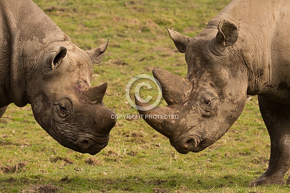 Black Rhino