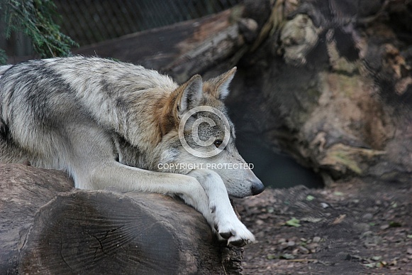Grey Wolf Resting